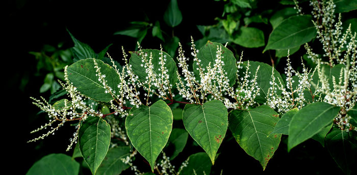 Japanese Knotweed