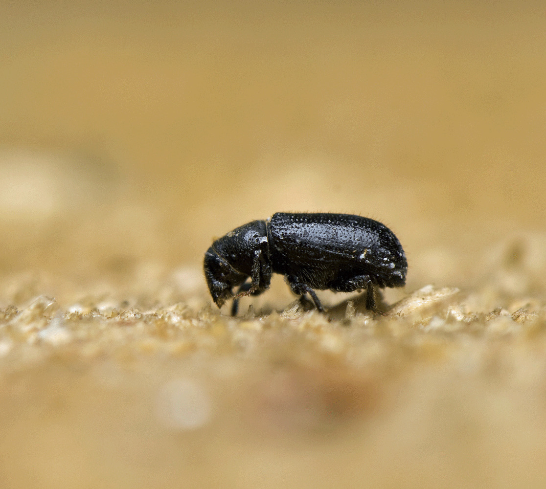 Woodworm Beetle