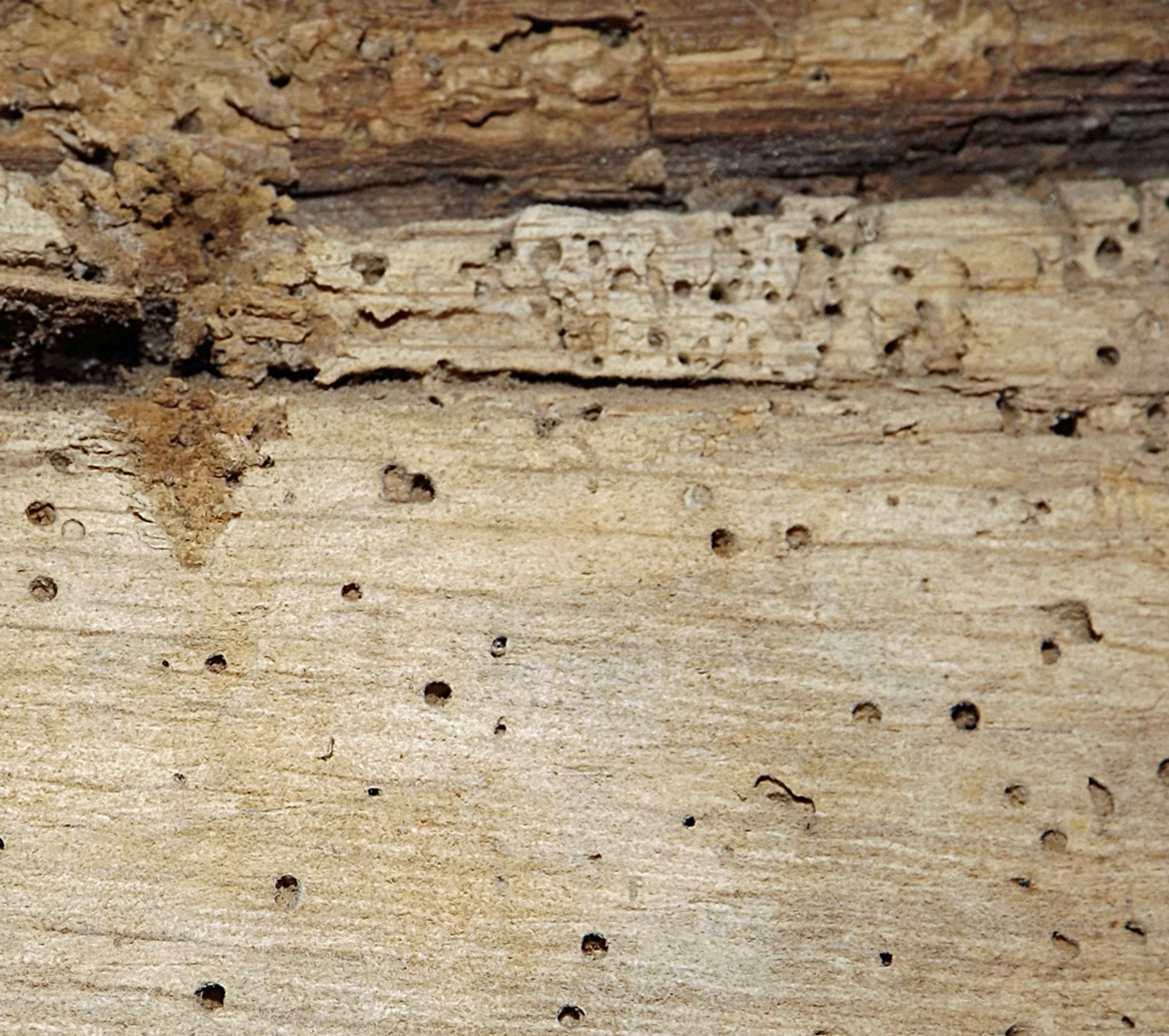 Woodworm Worries Solved by Lottery Funds